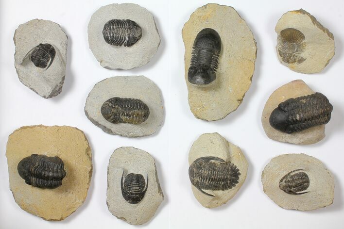 Lot: Assorted Devonian Trilobites - Pieces #119936